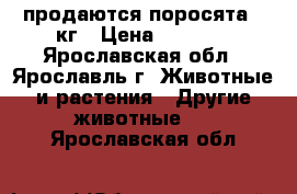 продаются поросята 45кг › Цена ­ 8 000 - Ярославская обл., Ярославль г. Животные и растения » Другие животные   . Ярославская обл.